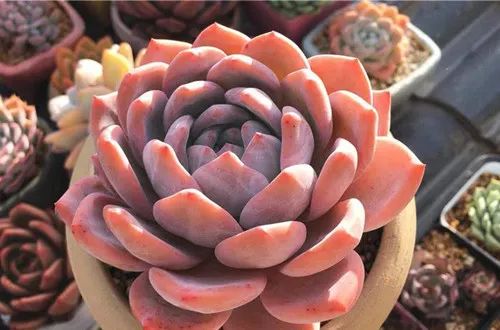 養花多肉植物怎樣養_多肉花怎樣養殖_養殖多肉花盆必須有孔嗎