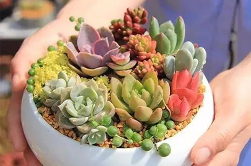 多肉花怎樣養殖_養花多肉植物怎樣養_養殖多肉花盆必須有孔嗎