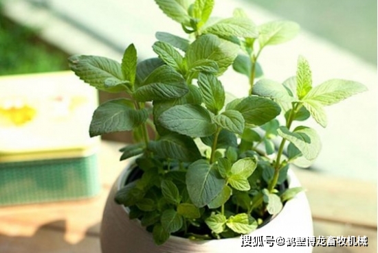 衛生養間綠植可以放陽臺嗎_衛生間可以養什么綠植_衛生間養綠植影響風水