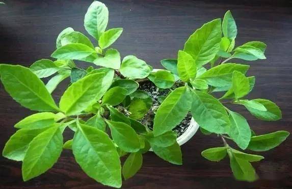 臥室綠植適合養什么花_臥室適合綠植嗎_適合臥室的綠植