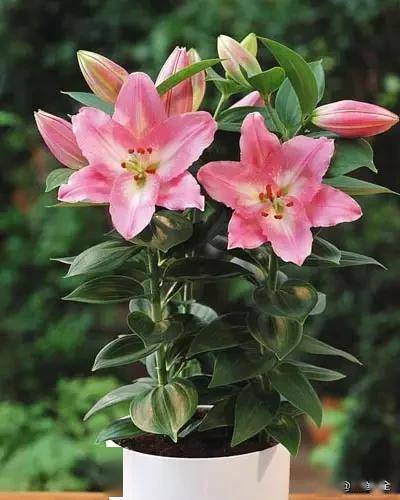 臥室綠植適合養什么花_臥室適合綠植嗎_適合臥室的綠植