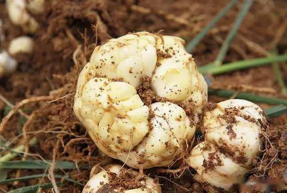 適合臥室的綠植_臥室綠植適合養什么花_臥室適合綠植嗎