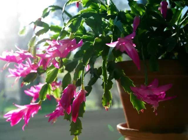 臥室適合綠植嗎_臥室綠植適合養什么花_適合臥室的綠植