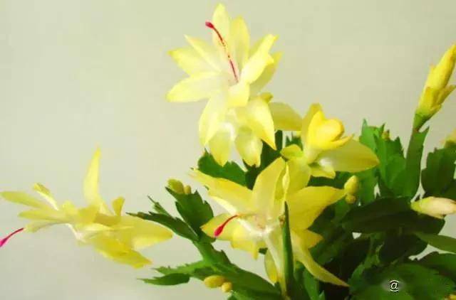 適合臥室的綠植_臥室綠植適合養什么花_臥室適合綠植嗎