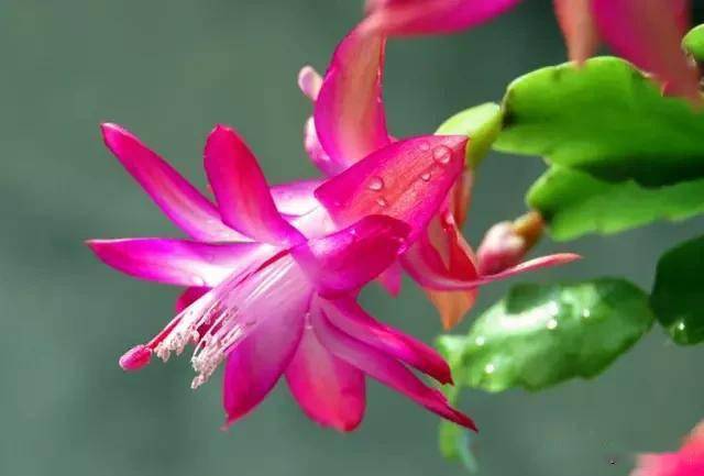 臥室適合綠植嗎_適合臥室的綠植_臥室綠植適合養什么花