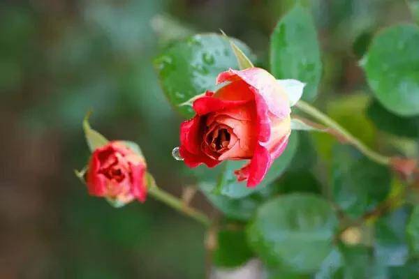 臥室綠植適合養什么花_適合臥室的綠植_臥室適合綠植嗎