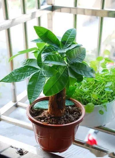 臥室適合綠植嗎_臥室綠植適合養什么花_適合臥室的綠植