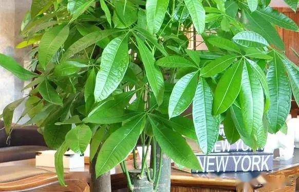 臥室適合綠植嗎_臥室綠植適合養什么花_適合臥室的綠植