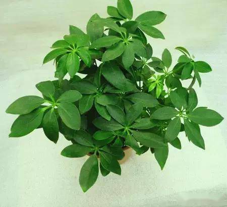 臥室綠植適合養什么花_適合臥室的綠植_臥室適合綠植嗎