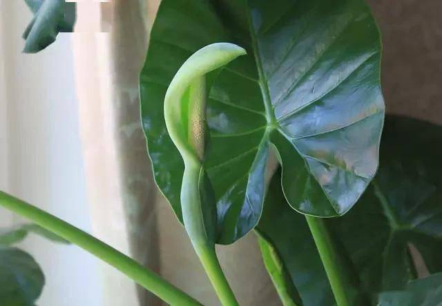 適合臥室的綠植_臥室適合綠植嗎_臥室綠植適合養什么花