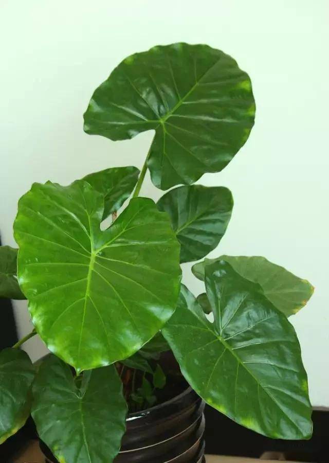 適合臥室的綠植_臥室綠植適合養什么花_臥室適合綠植嗎