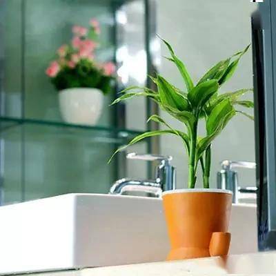 適合臥室的綠植_臥室綠植適合養什么花_臥室適合綠植嗎