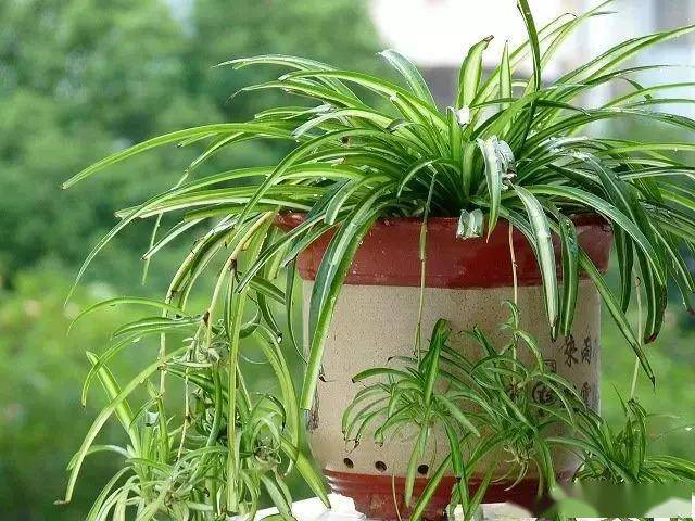 臥室綠植適合養什么花_適合臥室的綠植_臥室適合綠植嗎