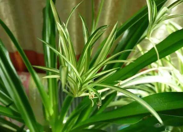 適合臥室的綠植_臥室適合綠植嗎_臥室綠植適合養什么花