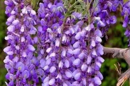 客廳旺位可以放什么植物_客廳旺財植物_客廳養什么綠植最旺家旺財