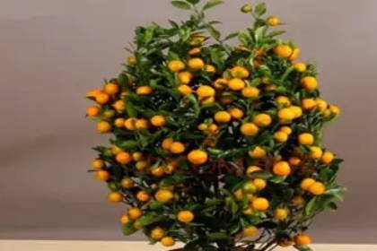 客廳養什么綠植最旺家旺財_客廳旺財植物_客廳旺位可以放什么植物