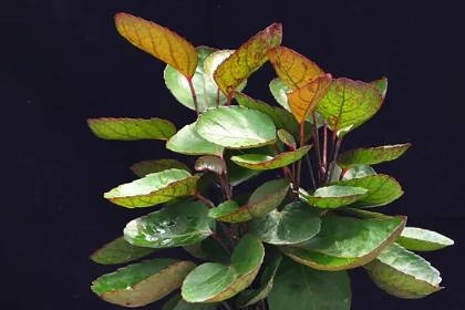 客廳旺位可以放什么植物_客廳養什么綠植最旺家旺財_客廳旺財植物