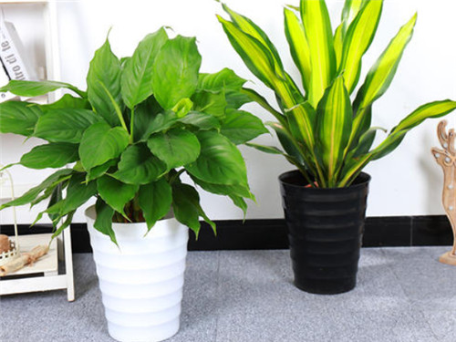 客廳綠植適合放什么_客廳適合種什么綠植_適合客廳的綠植