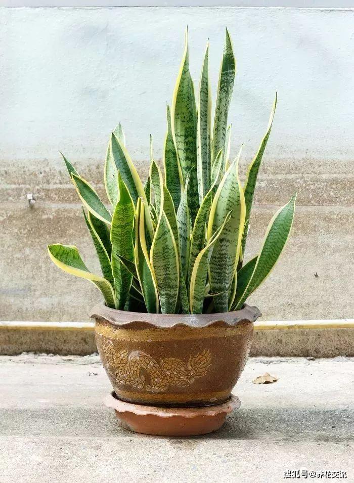 能凈化空氣的室內植物有哪些_凈化室內空氣植物有哪些_能凈化空氣的室內植物有哪些