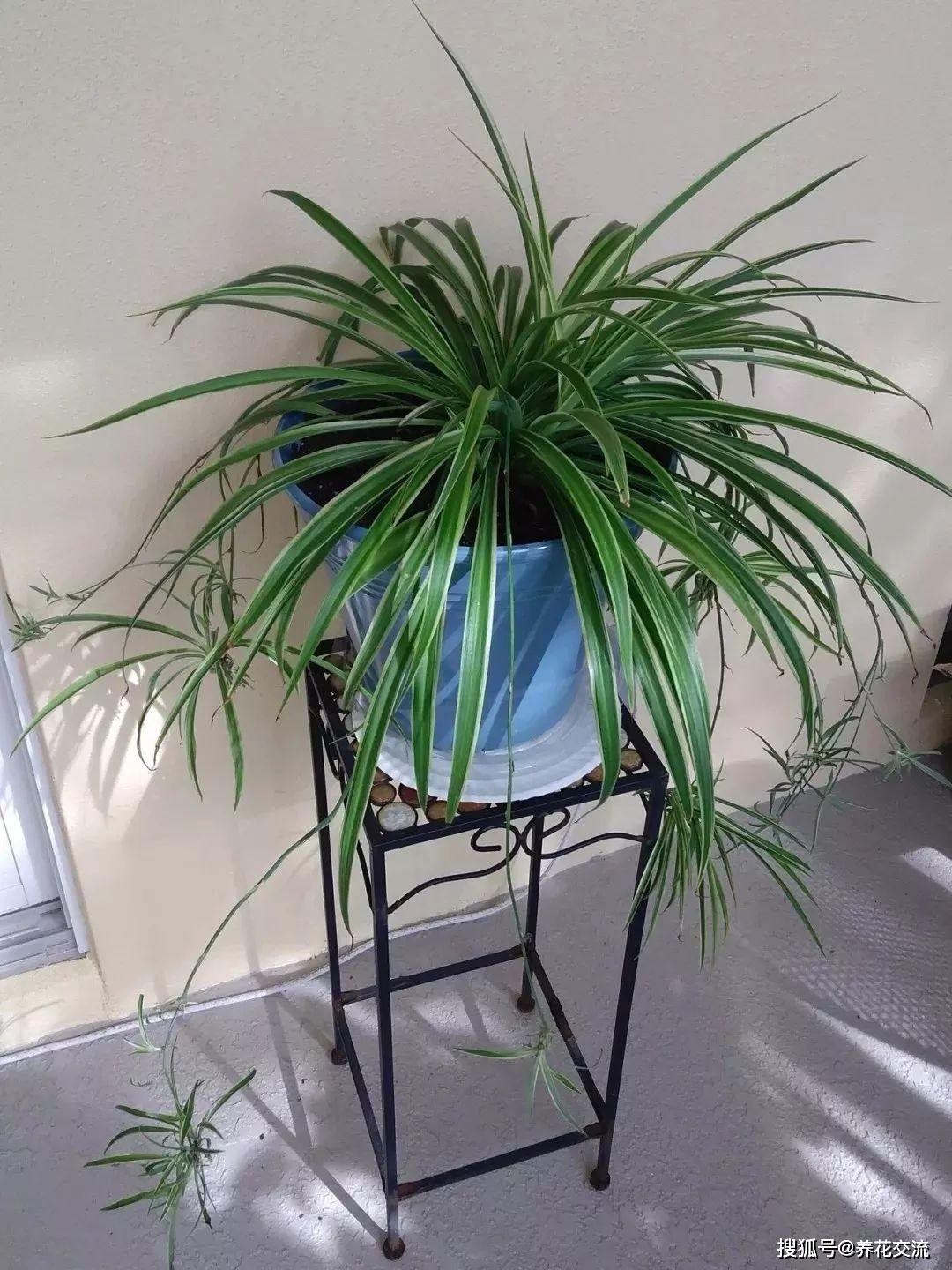 能凈化空氣的室內植物有哪些_能凈化空氣的室內植物有哪些_凈化室內空氣植物有哪些