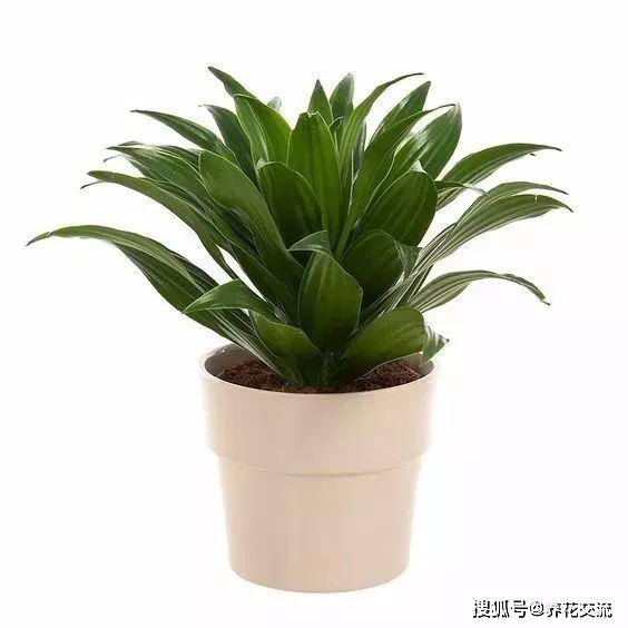 凈化室內空氣植物有哪些_能凈化空氣的室內植物有哪些_能凈化空氣的室內植物有哪些