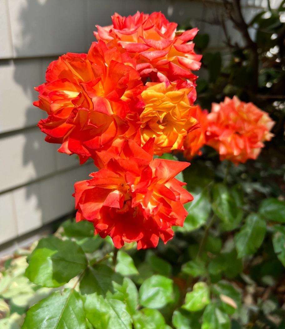 天氣冷，6種“漂亮花”，要放在室內養，安全過冬，葉綠花多