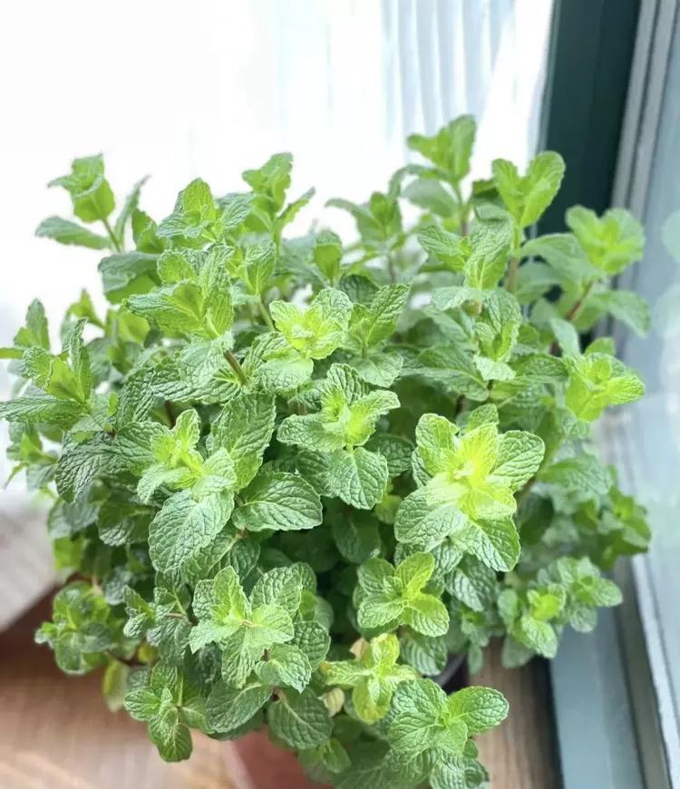 種植綠植的好處_綠植種植_種植綠植的勞動(dòng)心得