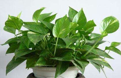 室內綠植凈化空氣_綠植可以凈化室內空氣嗎?_凈化室內空氣綠植可以曬太陽嗎