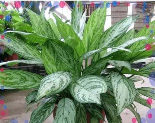 凈化室內空氣綠植可以曬太陽嗎_綠植可以凈化室內空氣嗎?_室內綠植凈化空氣