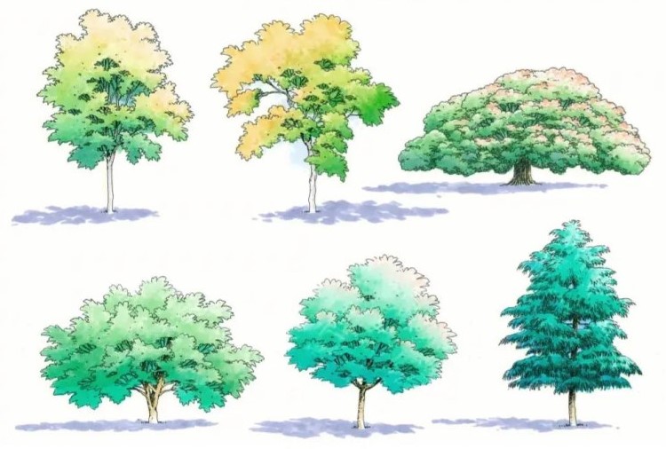 適合北方庭院的耐寒綠植_北方庭院耐寒盆景_北方庭院耐寒觀賞花樹