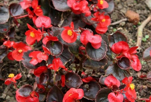 開花四季養花好有哪些品種_四季開花好養_有什么花一年四季開花又好養的呢
