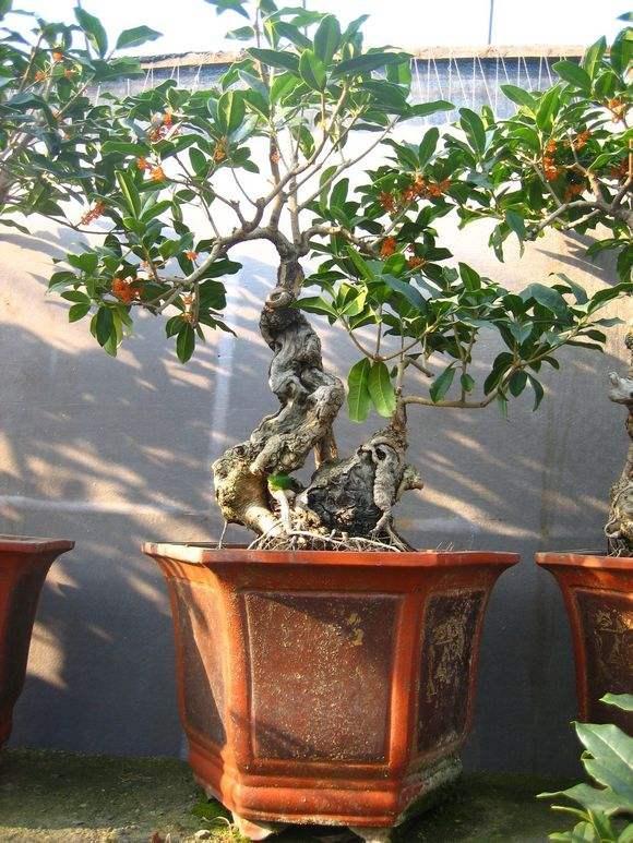 四季常開好養的花_四季開花好養盆栽_四季養的花