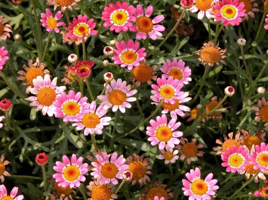 熱帶花卉植物_熱帶花卉有哪些_熱帶常見的花