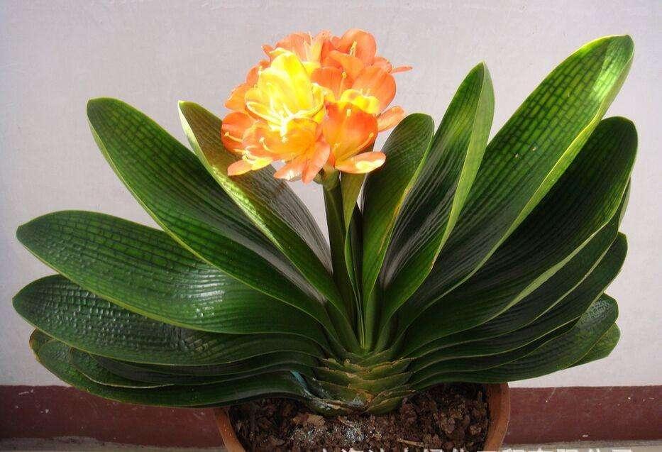 冬季室內(nèi)綠植_冬季室內(nèi)綠植葉子發(fā)黃的原因_冬季室內(nèi)綠植養(yǎng)護(hù)技巧