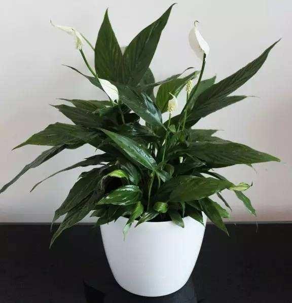 冬季室內(nèi)綠植養(yǎng)護(hù)技巧_冬季室內(nèi)綠植葉子發(fā)黃的原因_冬季室內(nèi)綠植