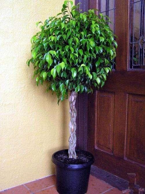 冬季室內(nèi)綠植_冬季室內(nèi)綠植養(yǎng)護(hù)技巧_冬季室內(nèi)綠植葉子發(fā)黃的原因