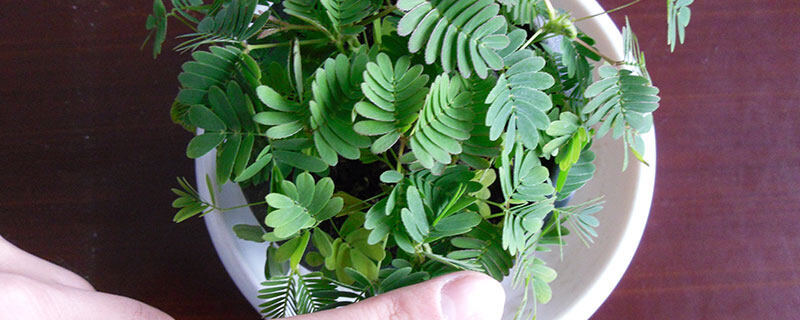 客廳綠植大型_客廳大綠植_客廳綠植大全