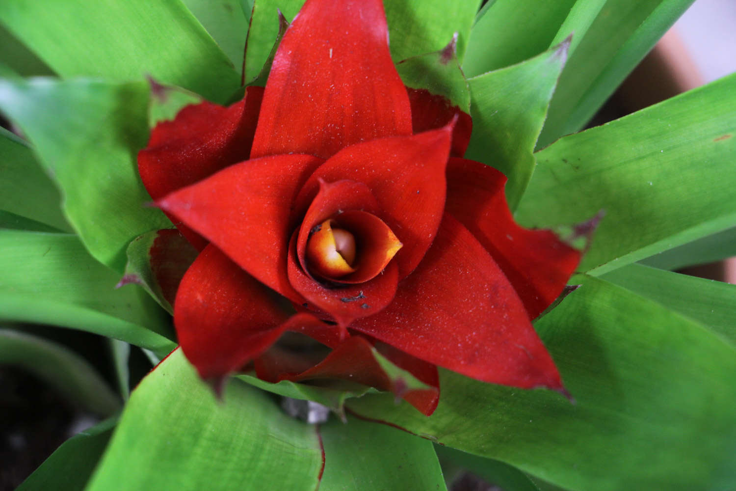 家養一帆風順花好不好_家養一帆風順吉利嗎_家里養一帆風順花好嗎