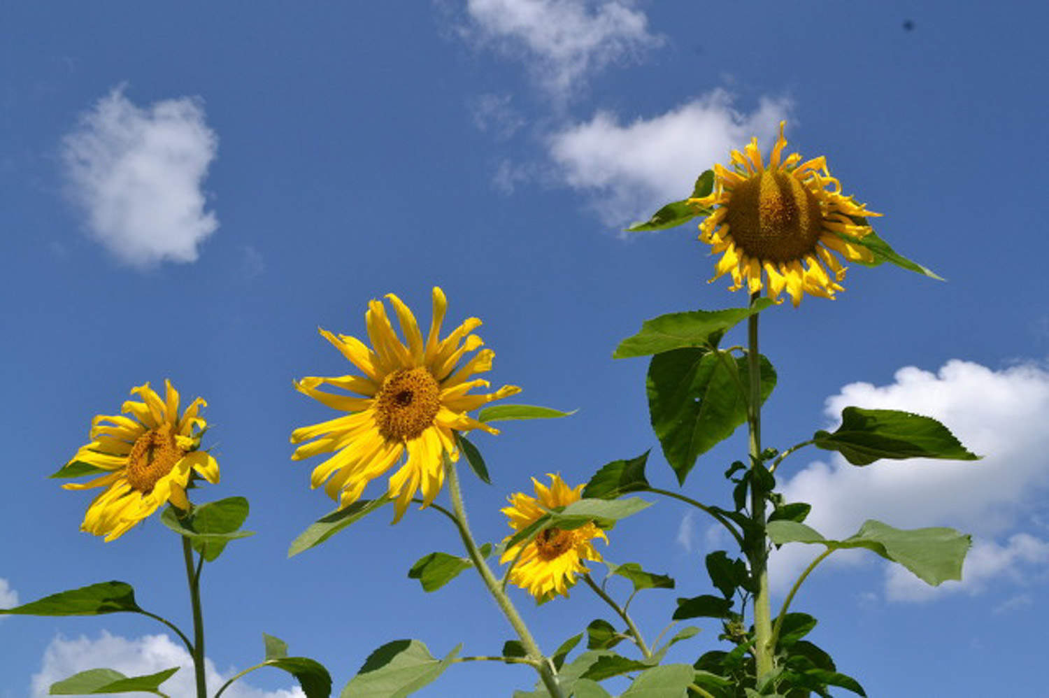 家里養一帆風順花好嗎_家養一帆風順花好不好_家養一帆風順吉利嗎