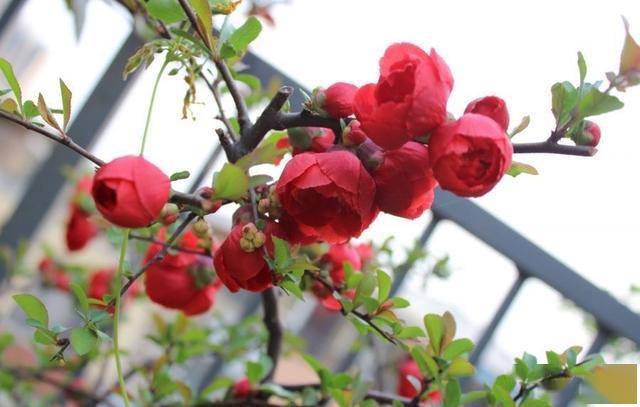 <strong>5種耐寒花卉，零下10度也能安全過冬，養起來省心又漂亮</strong>