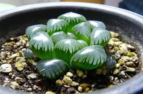 臥室床頭能放綠蘿嗎_臥室床頭能放植物嗎_臥室床頭可以放綠植嗎