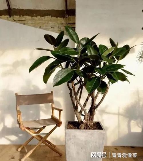 合適室內(nèi)養(yǎng)花有哪些_合適室內(nèi)養(yǎng)花的植物_室內(nèi)養(yǎng)什么花合適