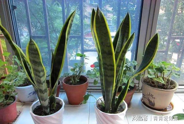 合適室內(nèi)養(yǎng)花的植物_合適室內(nèi)養(yǎng)花有哪些_室內(nèi)養(yǎng)什么花合適