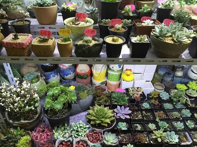 無錫新天地花卉市場