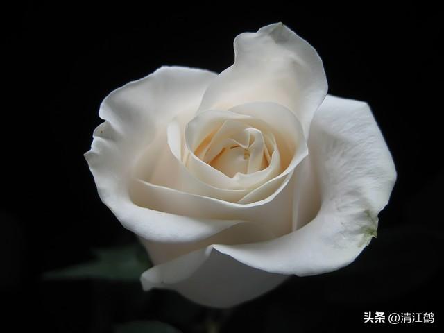 送戀人的花_送戀人花束賀卡_送戀人花束賀卡怎么寫