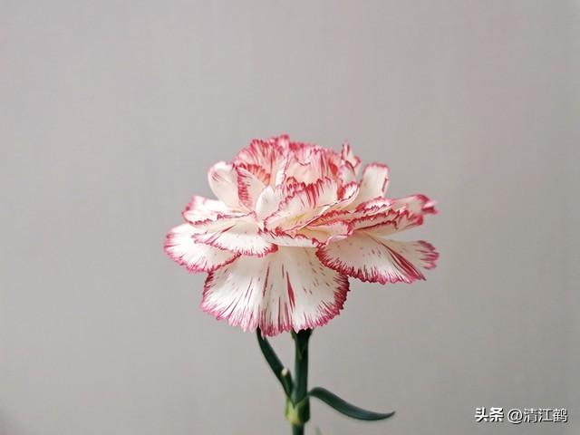 送戀人花束賀卡怎么寫_送戀人的花_送戀人花束賀卡