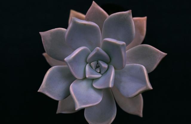 紫珍珠是什么多肉？看起來像紫色的蓮花，高雅大方顯貴氣