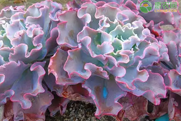 50種公認好養的多肉