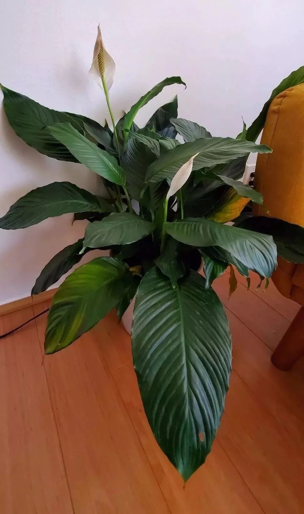 適合家里養(yǎng)的大型綠植有哪些_家庭養(yǎng)大型的綠植物好_家里養(yǎng)大型綠植好嗎