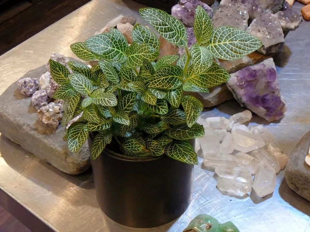 家庭養(yǎng)大型的綠植物好_家里養(yǎng)大型綠植好嗎_適合家里養(yǎng)的大型綠植有哪些